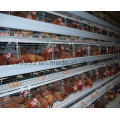 Chicken Birds Poultry Equipment Cage on Sell